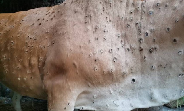 Ilustrasi hewan ternak sapi terjangkit wabah LSD. | Foto: Dok. Balai Besar Veteriner Wates