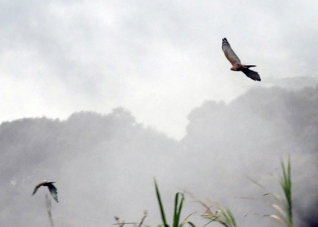 Elang Jawa di Gunung Pangrango. Foto: Arif Firmansyah/ANTARA FOTO