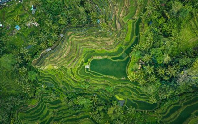 Perbedaan Sebutkan perbedaan kondisi alam di Indonesia!, Foto: Unsplash.