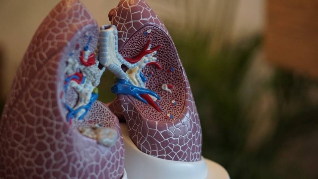 Ilustrasi Jelaskan Organ Penyusun Sistem Pernapasan Manusia Beserta Fungsinya Foto:Unsplash