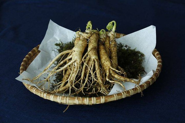 Ilustrasi ginseng yang bisa dikonsumsi untuk menghilangkan lendir. Foto: Pixabay