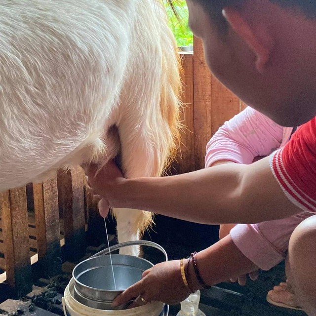 Mahasiswa KKN melakukan proses pemerahan susu kambing etawa