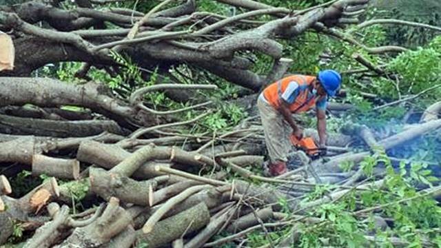 Salah satu petugas PLN saat memotong pohon yang berpotensi mengganggu jaringan kelistrikan.