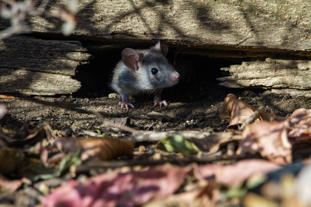 Ilustrasi tikus. Foto: Unsplash