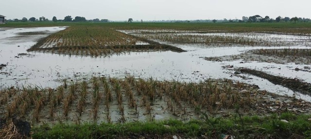 Tanaman padi yang menguning dan mati di lahan persawahan Kecamatan Jamblang, Kabupaten Cirebon Jawa Barat. Foto: Tarjoni