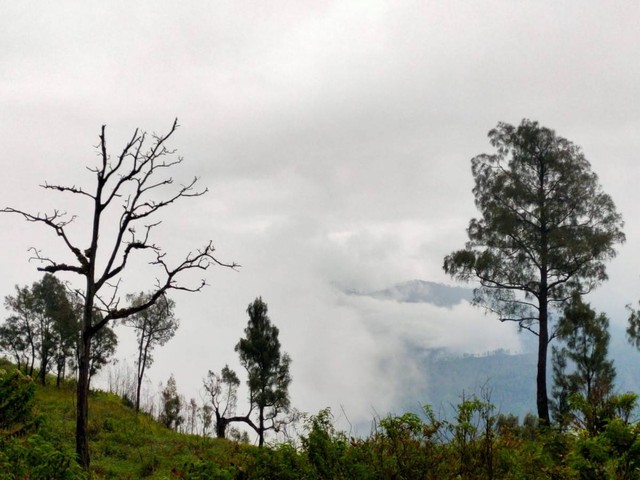 Menikmati Sensasi Pendakian Gunung Wilis Via Jalur Tulungagung