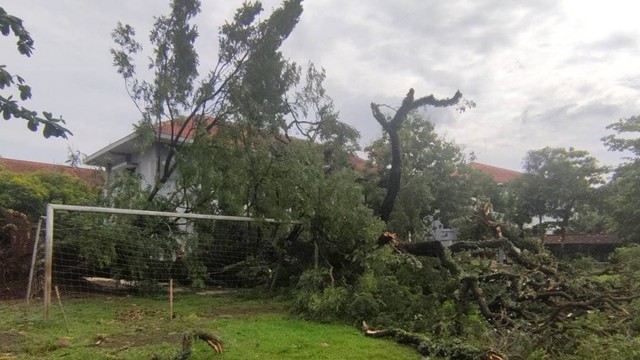 Pohon trembesi besar tumbang di SMA N 1 Semarang, Jumat (3/2/2023). Foto: Intan Alliva Khansa/kumparan