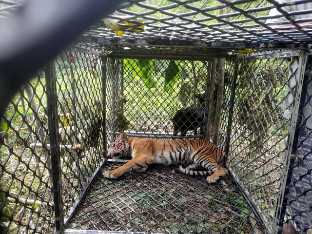 Seekor harimau sumatera (Panthera Tigris Sumatrae) yang menerkam tiga orang petani di Aceh Selatan, akhirnya ditangkap oleh tim gabungan di kawasan gunung Sampali, Desa Koto, Kecamatan Kluet Tengah.  Foto: Dok. Istimewa