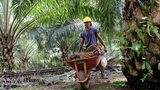 Ilustrasi kelapa sawit. Foto: Yogie Hizkia/Shutterstock