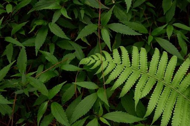 Pteridophyta  adalah                       Sumber www.unsplash.com