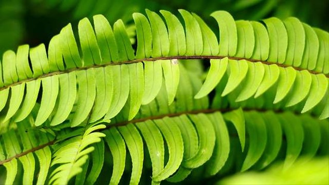Klasifikasi Pteridophyta, Ciri, Jenis, dan Manfaatnya sebagai Tanaman ...
