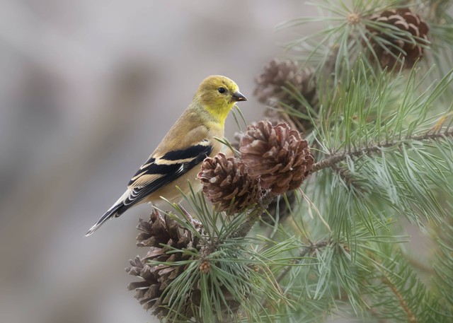 Ilustrasi burung goldfinch. Foto: Pexels