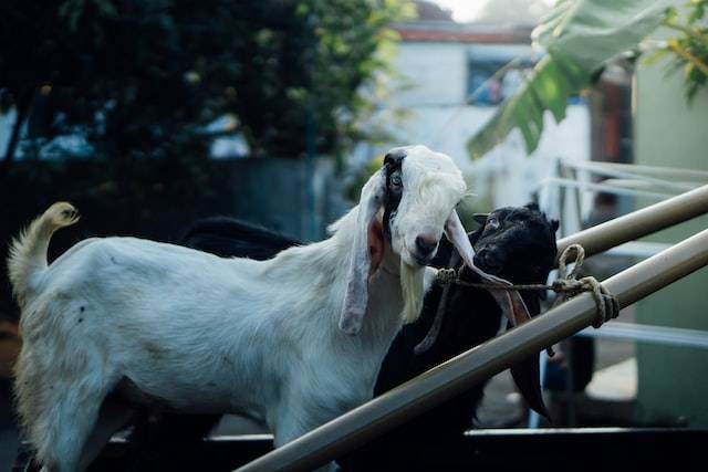 Ilustrasi kambing yang akan diakikahkan. Foto: Unsplash/Mourizal Zativa