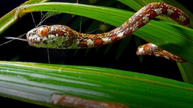 Begini wujud ular pemakan siput DiCaprio.  Foto:  Alejandro Arteaga/ZooKeys