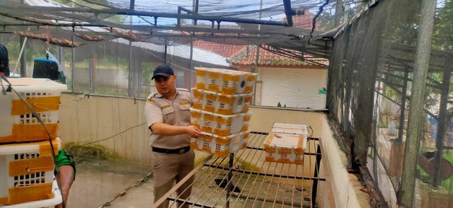 Penyeludupan Ratusan Burung Ilegal Asal Lampung Timur Berhasil Digagalkan (2)