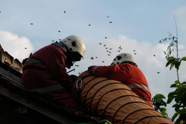 Ilustrasi petugas sedang melakukan operasi tangkap tawon (OTT). Foto: Pemkab Klaten