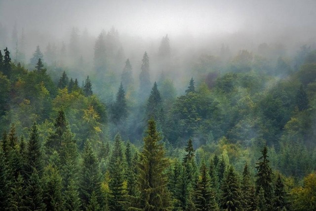 Ilustrasi Dengan adanya mikoriza pada akar, tumbuhan pinus akan mendapatkan air dan bahan anorganik. (Foto: Bergadder by https://pixabay.com/id/)