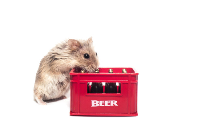 Ilustrasi hamster minum alkohol.
 Foto: Shutterstock