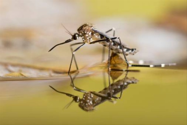 Alasan Serangga dapat Berjalan pada Permukaan Air  Foto:Unsplash