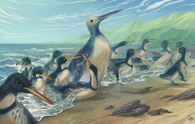 Konsep seniman tentang penguin Kumimanu dan Petradyptes di pantai kuno Selandia Baru. Yang lebih besar dari keduanya memiliki berat hampir 150 kg dan merupakan penguin terberat yang diketahui sains Foto: Simone Giovanardi