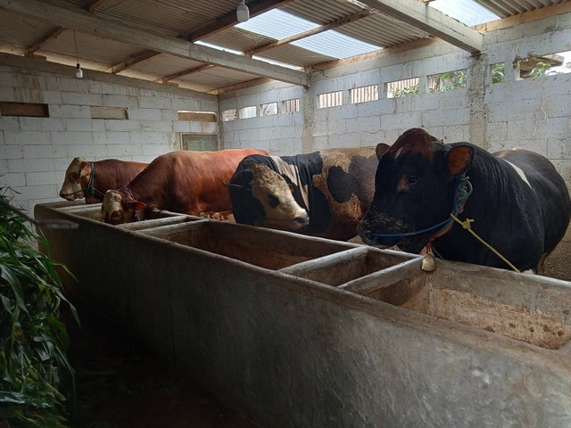 Peternakan sapi di Dusun Gerdu, Desa Siguci. Dokumen pribadi.