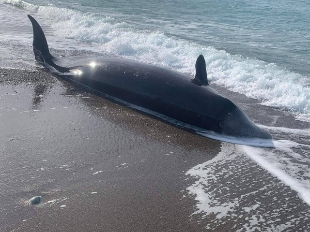 Seekor paus terlihat mati terdampar di pantai utara Siprus dekat desa Argaka, Siprus, Jumat (10/2). Foto: Departemen Perikanan dan Riset Kelautan Siprus/PIO/Handout