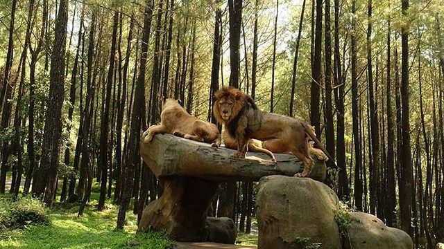 Singa di Taman Safari II Jatim. Foto: Taman Safari II Jatim