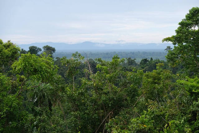 Ilustrasi hutan lebat. Foto: Shutterstock