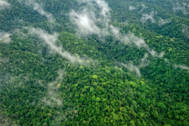 Ilustrasi hutan lebat Papua. Foto: Shutterstock