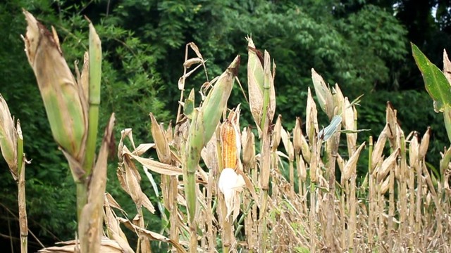 KKN TIM I Undip 2022/2023 melakukan observasi di salah satu perkebunan jagung masyarakat Desa Poleng