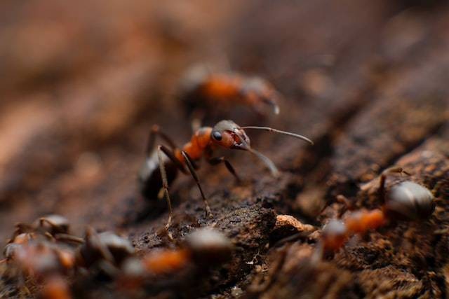 Mengapa semut termasuk objek biologi pada tingkat populasi. Sumber: unsplash.com