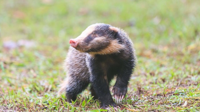 Babi batang, hewan nokturnal yang hidup di Sumatera. Foto: Taveesak Pansang/Shutterstock