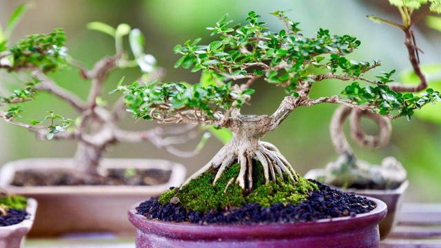 Tanaman bonsai milik Andre. Foto: Suparta/acehkini 