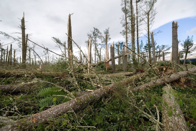 Pepohonan yang rusak akibat angin kencang selama badai tropis Gabrielle di hutan pinus komersial di Tongariro, Selandia Baru, pada Selasa (14/2/2023). Foto: Marty Melville/AFP