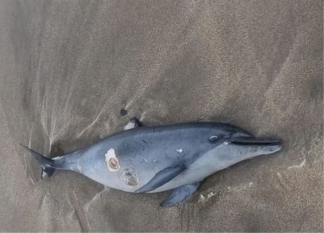Bangkai Lumba-lumba yang ditemukan di Pantai Double Six, Kuta, Bali - IST