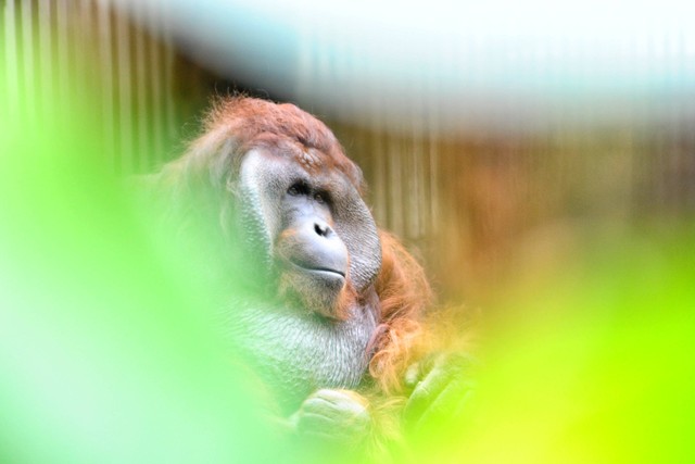 Kebun Binatang Bandung Buka Jam Berapa 2023? Foto: Unsplash/Hariyanto KTM