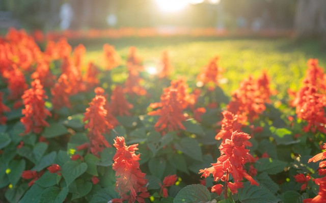 wahana apa saja yang ada di celosia/gambar hanya ilustrasi. sumber foto : unsplash/wisdom.