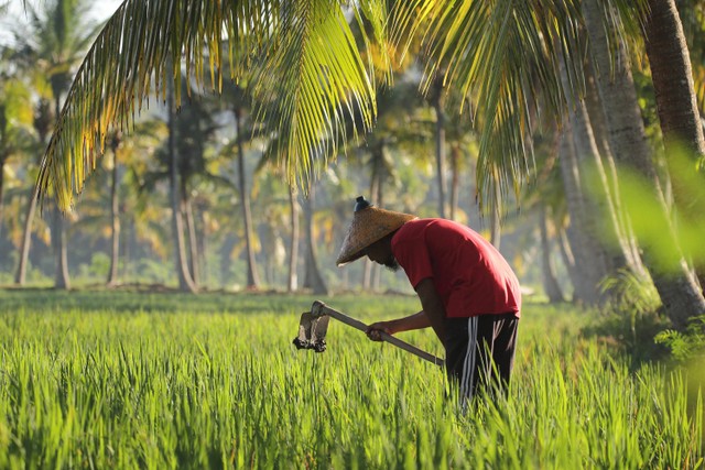 Ilustrasi petani gunakan cangkul. Foto: Dian Muliana/Shutterstock