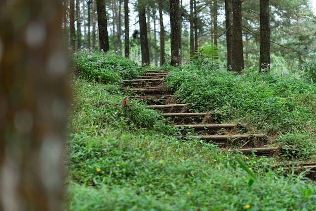 Limpakuwus wisata hutan di jawa tengah, Foto oleh Mourizal Zativa di Unsplash