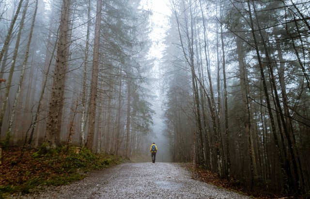 Ilustrasi Wisata Hutan di Jawa Barat, Foto: Pexels/Gabriela Palai