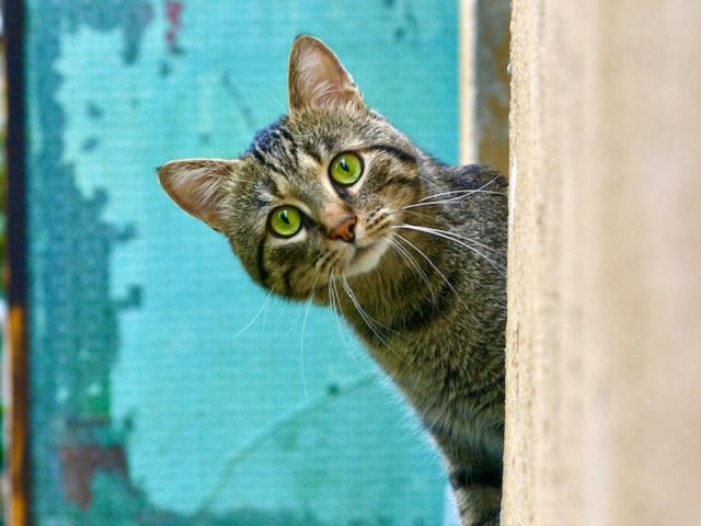 Ilustrasi ciri ciri kucing. Sumber: www.unsplash.com.