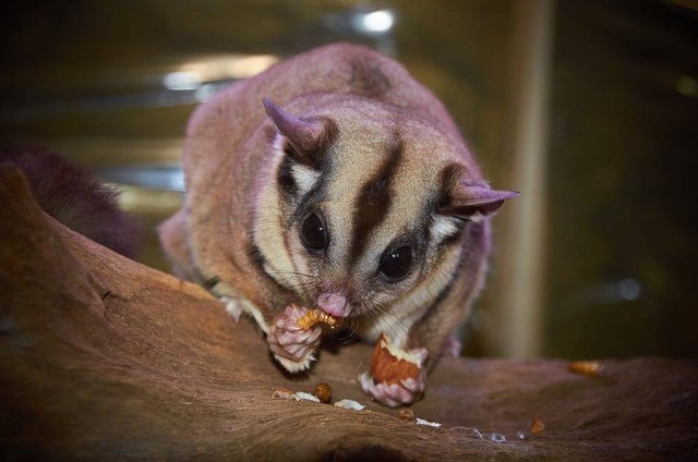 https://pixabay.com/id/users/andyround62-3316356/ - makanan sugar glider