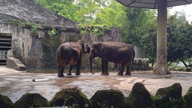 Ilustrasi 2 ekor gajah di Taman Margasatwa Ragunan Jakarta. Foto: Dokumen Pribadi