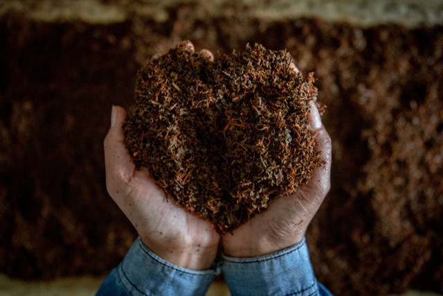 Pekerja menyortir teh hitam kualitas ekspor untuk dikeringkan di Pabrik Teh Hitam Kaligua PTPN IX, Desa Pandansari, Kecamatan Paguyangan, Kabupaten Brebes, Jawa Tengah, Jumat (17/2/2023). Foto: Aji Styawan/Antara Foto
