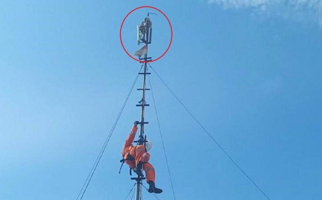 Ular Sanca 3 Meter Melilit Tower Wifi di Surabaya, Internet Sekampung Terganggu