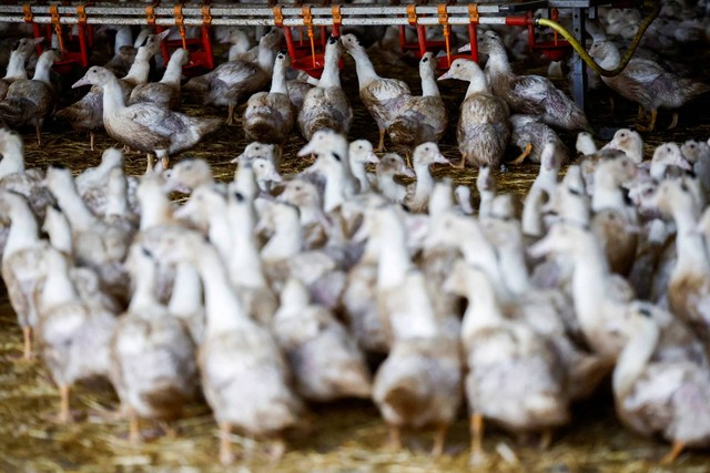 Ilustrasi bebek  di dalam peternakan unggas . Foto: Stephane Mahe/REUTERS