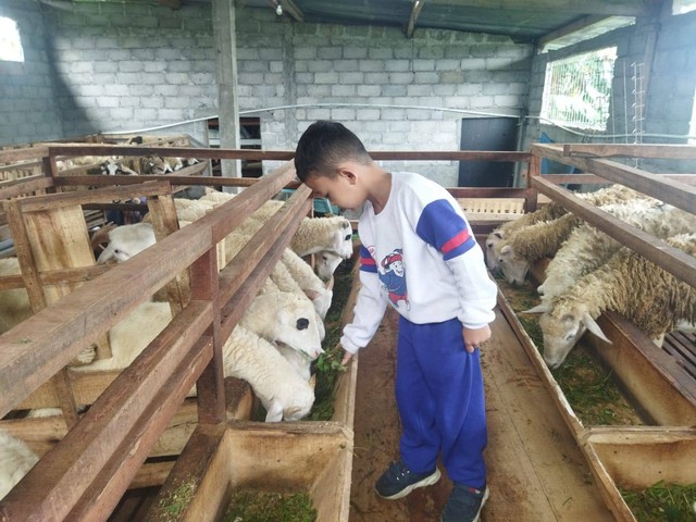anak TK Alkautsar berinteraksi dengan kambing