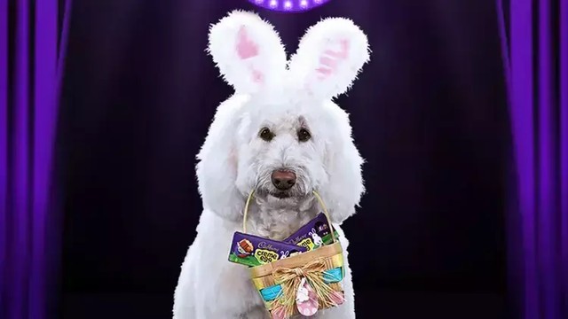Merek cokelat Cadbury adakan kompetisi bintang iklan untuk para anabul (21/2/23). Foto: Cadbury