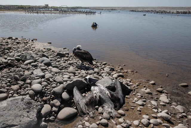 Seekor pelikan yang sakit berdiri di sebelah yang mati, di tepi sungai Camana setelah otoritas Peru mencatat kasus pertama flu burung pada November 2022, di Camana, Peru, 2 Desember 2022. Foto: Sebastian Castaneda/REUTERS