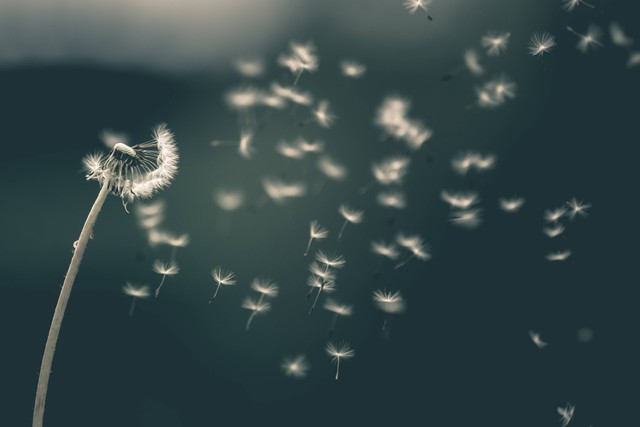 Kata-kata tentang Bunga Dandelion yang penuh makna dan inspirasi. Foto: Unsplash/Saad Chaudhry.